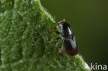 shothole borer (Scolytus rugulosus)