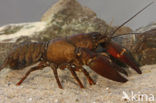 Signal crayfish (Pacifastacus leniusculus)