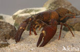 Signal crayfish (Pacifastacus leniusculus)