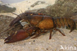 Signal crayfish (Pacifastacus leniusculus)