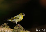 Sijs (Carduelis spinus)