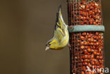 Sijs (Carduelis spinus)