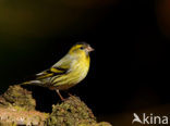 Sijs (Carduelis spinus)