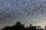 European Starling (Sturnus vulgaris)