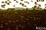 European Starling (Sturnus vulgaris)