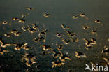 European Starling (Sturnus vulgaris)