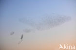 European Starling (Sturnus vulgaris)