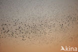 European Starling (Sturnus vulgaris)