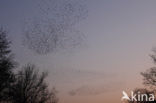 European Starling (Sturnus vulgaris)