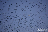 European Starling (Sturnus vulgaris)