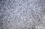 European Starling (Sturnus vulgaris)