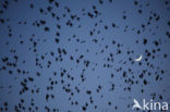 European Starling (Sturnus vulgaris)