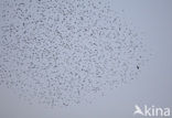 European Starling (Sturnus vulgaris)