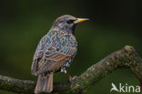 European Starling (Sturnus vulgaris)