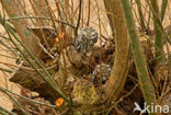 Little Owl (Athene noctua)