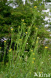 Stijve steenraket (Erysimum hieracifolium) 