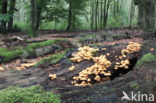 Stobbezwammetje (Pholiota mutabilis)