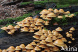 Stobbezwammetje (Pholiota mutabilis)