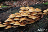 Stobbezwammetje (Pholiota mutabilis)