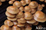 Stobbezwammetje (Pholiota mutabilis)