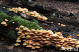 Stobbezwammetje (Pholiota mutabilis)