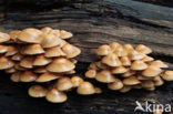 Stobbezwammetje (Pholiota mutabilis)