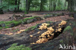 Stobbezwammetje (Pholiota mutabilis)