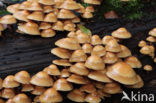 Stobbezwammetje (Pholiota mutabilis)