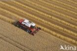 Tarwe (Triticum spec.)