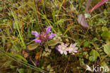 Bog Pimpernel (Anagallis tenella)