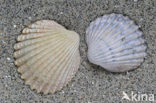 Poorly-ribbed cockle (Acanthocardia paucicostata)