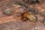 Termite