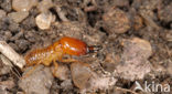 Termite