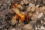 Termite