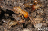 Termite