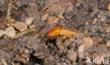 Termite