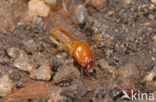 Termite