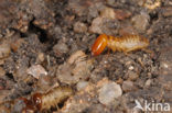 Termite