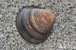 Corbicula fluminalis