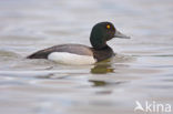 Greater Scaup (Aythya marila)