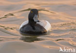 Greater Scaup (Aythya marila)