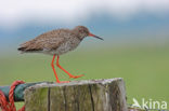 Common Redshank (Tringa totanus)