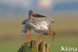 Common Redshank (Tringa totanus)
