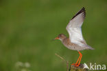 Common Redshank (Tringa totanus)