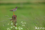 Common Redshank (Tringa totanus)