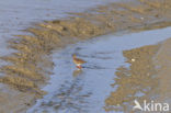 Common Redshank (Tringa totanus)