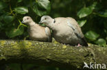 Turkse Tortel (Streptopelia decaocto)