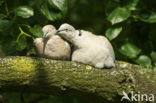 Collared Turtle Dove (Streptopelia decaocto)