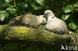 Turkse Tortel (Streptopelia decaocto)