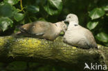 Collared Turtle Dove (Streptopelia decaocto)